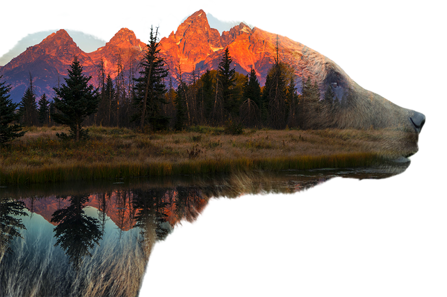 Stylized graphic of the silhouette of a grizzly bear combined with a photo of a mountain, forest, and lake landscape.
