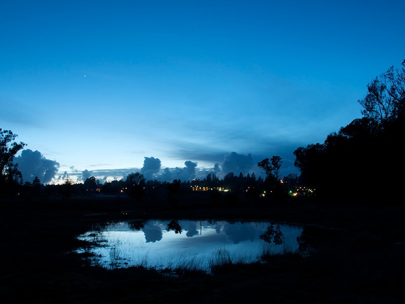 A vernal pool at twilight.