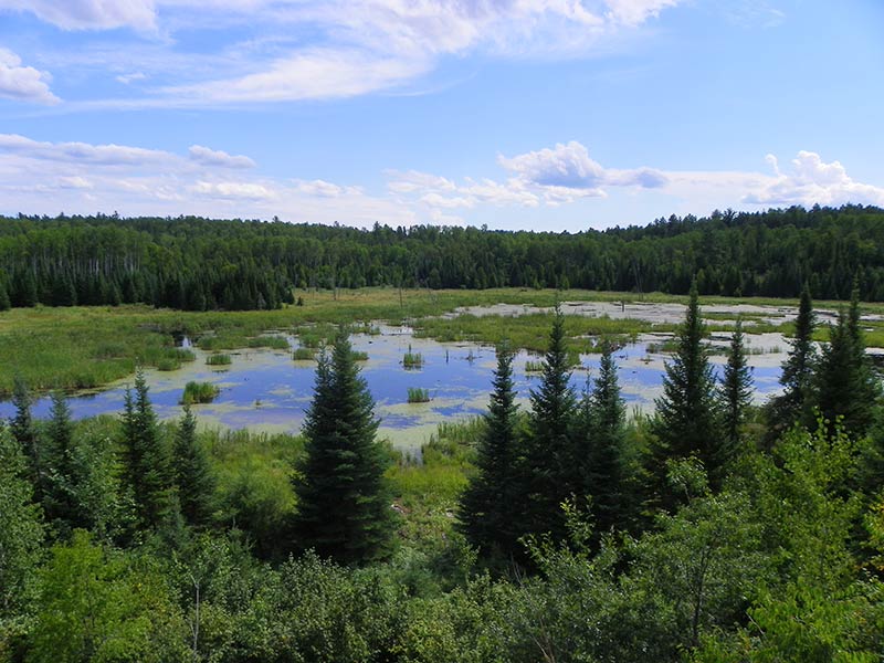 A beaver pond in Voyageurs National Park.