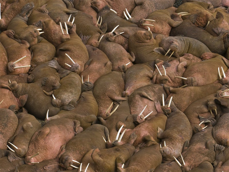 Thousands of male walruses (Odobenus rosmarus) sunbathing together in Bristol Bay.