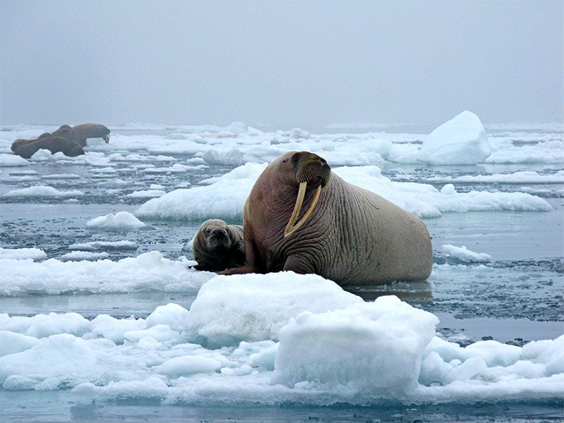 Walrus in the Arctic&#039;s Chukchi Sea.