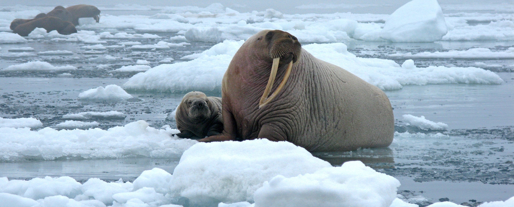 Walruses in the Chukchi Sea. The Chukchi is home to a rich variety of marine life.
