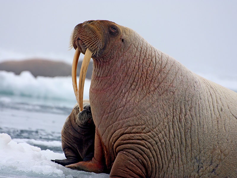 Walrus female and pup on an ice floe in the Chukchi Sea.