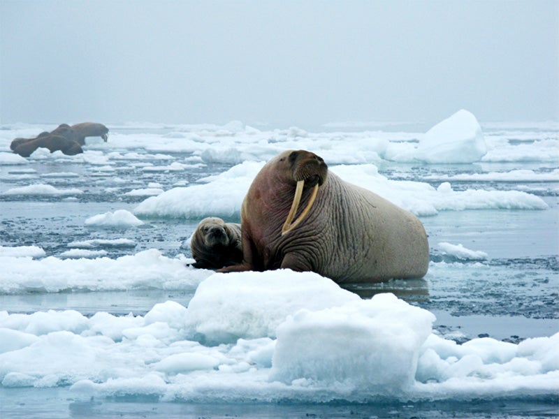 Walruses in the Chukchi Sea during a tagging survey onboard the Norseman II in June 2010.