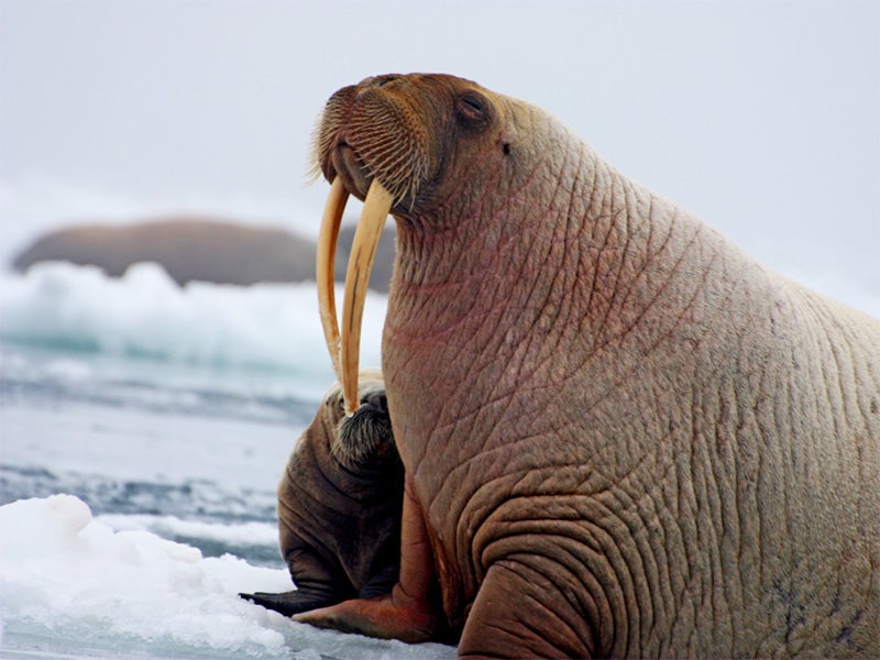 A walrus and pup on an ice floe in the Chukchi Sea.