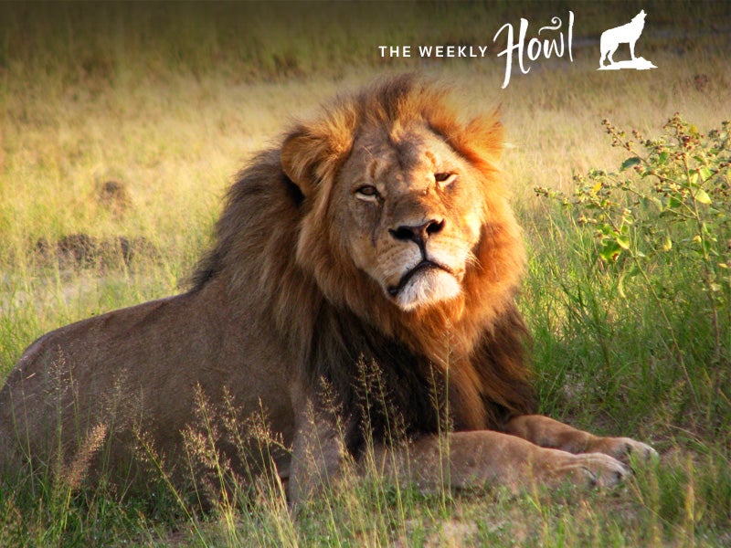 Cecil the lion at Hwange National Park
(Courtesy of Wikimedia Commons)