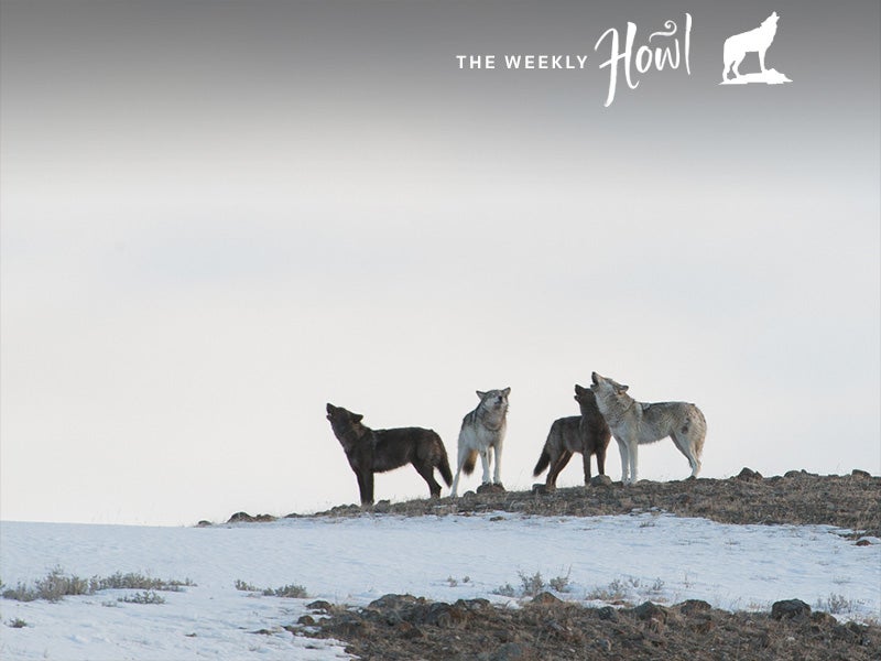 The old Lamar Canyon pack joins in song.