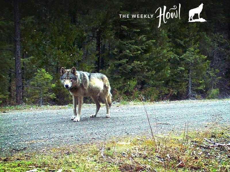 Remote camera photo of OR7 captured on 5/3/2014 in eastern Jackson County on USFS land (USFWS).”