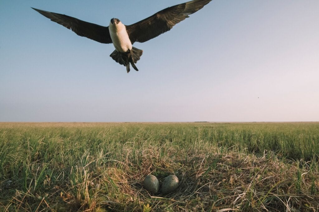 A bird flies over a nest on the ground with two speckled eggs.