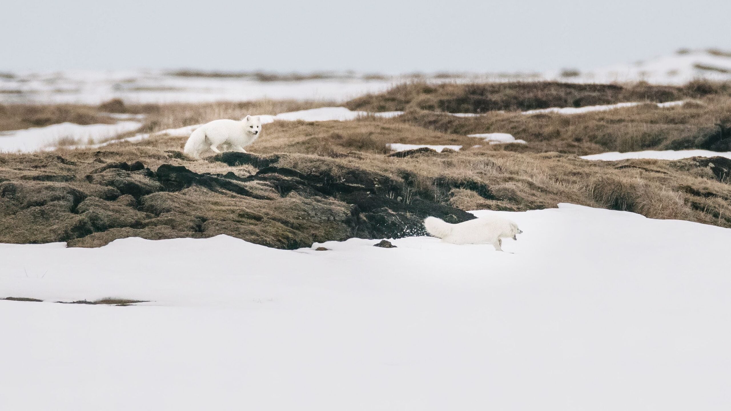 Willow oil drilling project in Alaska: Here's what to know