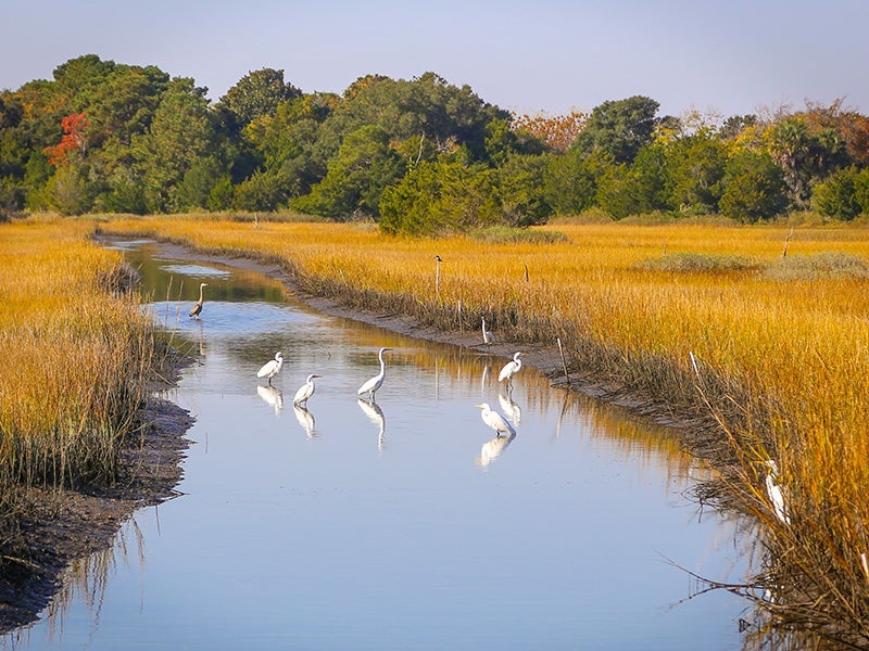Several white cranes hanging out in the wetlands of South Carolina's Kiawha Island. There are trees in the background. Wetlands like these will be protected by the Clean Water Act's updated rule.