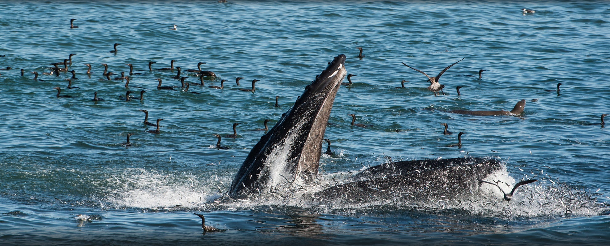Humpback whale lunge feeding in an anchovy-rich cove, off the coast of Santa Cruz, California.