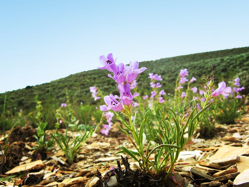A White River beardtongue. Graham’s and White River beardtongues are found only in oil shale outcroppings in northeastern Utah’s Uinta Basin and northwestern Colorado’s Piceance Basin.
(U.S. Fish and Wildlife Service Photo)