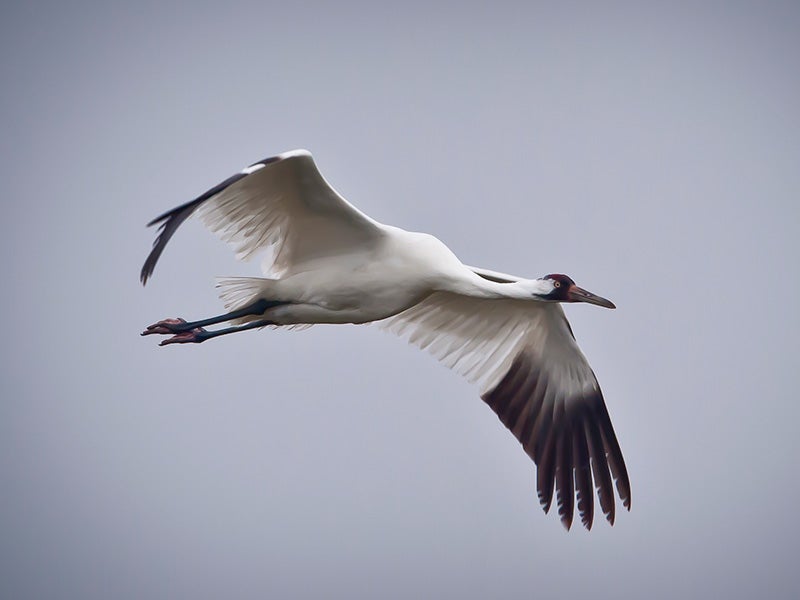 The whooping crane is one of the most endangered animals on earth. EPA admitted that during their migration, whooping cranes “will stop to eat and may consume arthropod prey” that may have been exposed to 2,4-D, and that in sufficient amounts, such exposure is toxic to the cranes.
(John Noll / U.S. Fish & Wildlife Service)