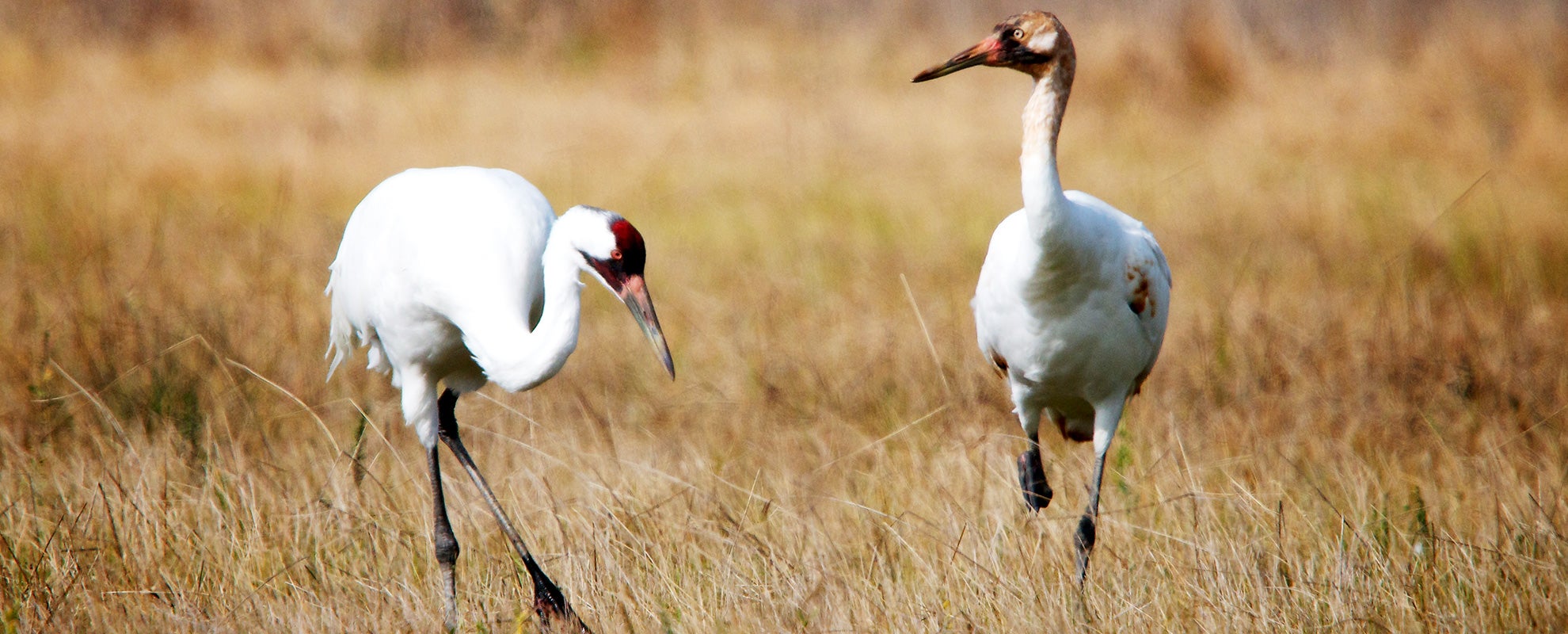 Whooping cranes.