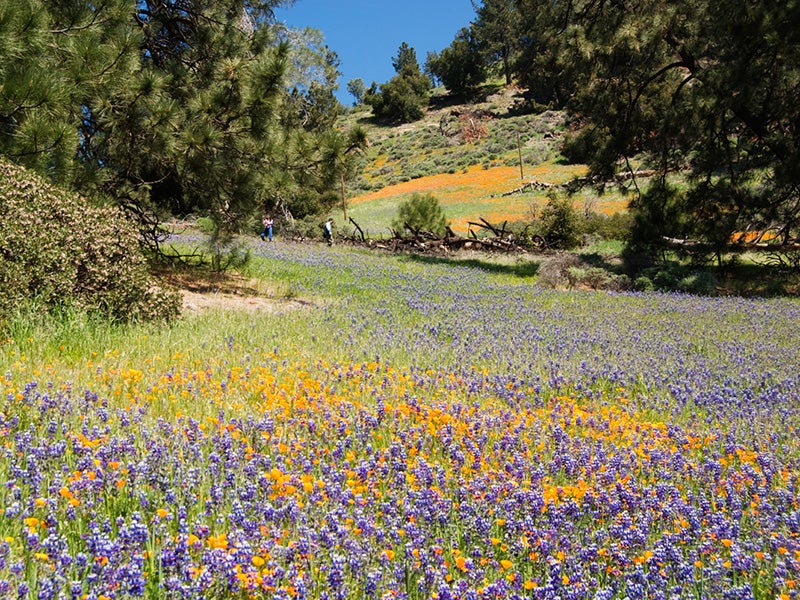 Poppies and lupines bloom in the Los Padres National Forest on California&#039;s central coast.