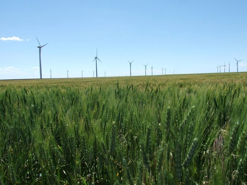 Wind turbines in a Kansas wheat field.