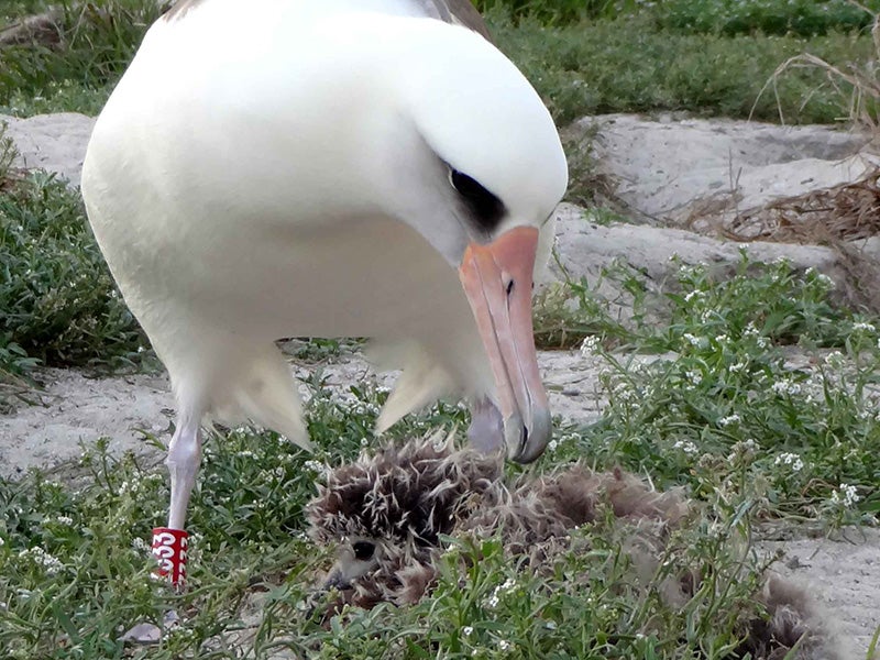 Wisdom preens her chick on March 7, 2013.
(J. Klavitter / U.S. Fish and Wildlife Service)