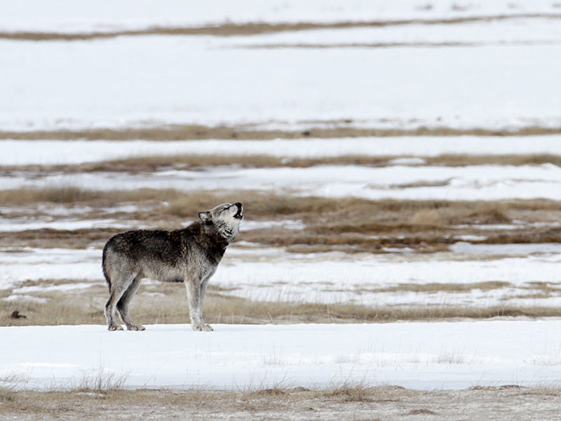 Alpha male (712) of the Canyon pack in the Lower Geyser Basin, Yellowstone National Park.