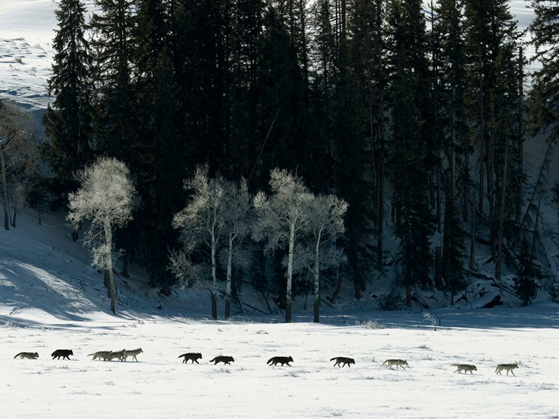 Yellowstone wolf pack David Parsons/iStock