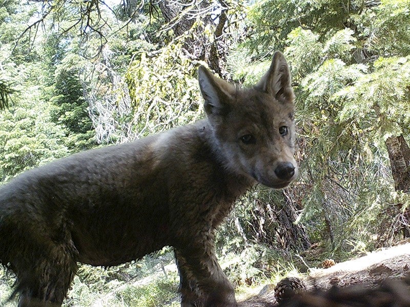 Wolf pup in California's Lassen National Forest in 2017. A remote camera operated by the U.S. Forest Service snapped this photo. A recent court ruling upheld protections for gray wolves as they return to the Golden State.