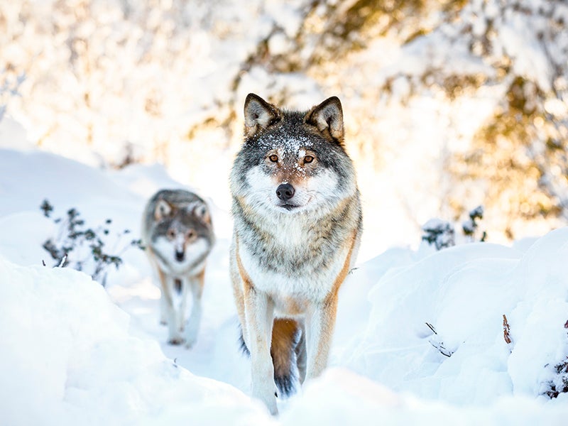 Two wolves in the winter forest