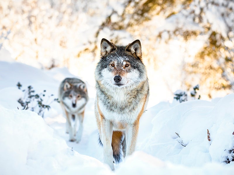 Two wolves in the winter forest.
(kjekol / Getty Images)