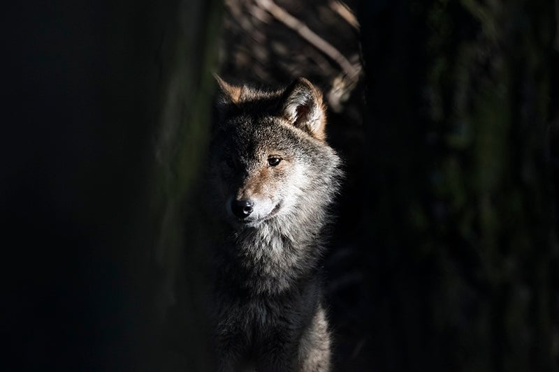 A young gray wolf.