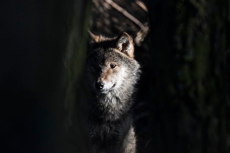 Once found nationwide, gray wolves were hunted, trapped, and poisoned for decades; by 1967 there were fewer than 1,000 wolves in one small part of the Midwest.
(Paul Carpenter / Getty Images)