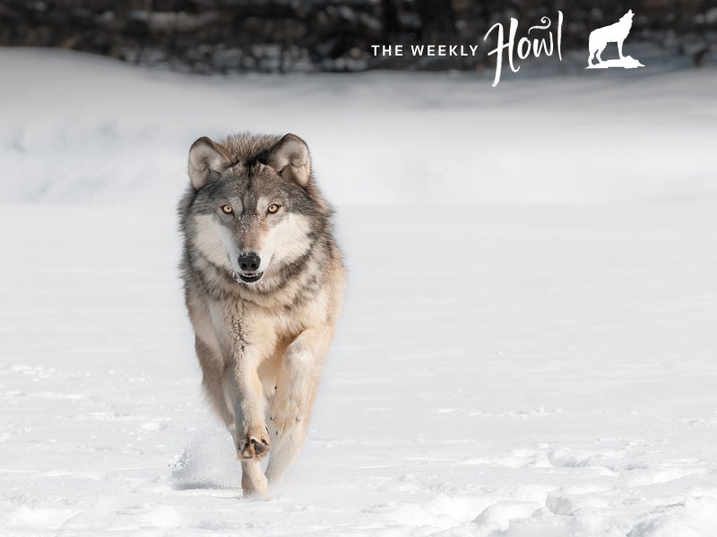 The lame duck Congress looks to take a few last swings at wolves on its way out the door.
(Holly Kuchera/Shutterstock)