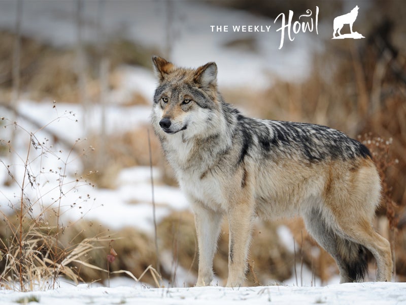 Today, fewer than 100 wild Mexican gray wolves remain.
(Nagel Photography/Shutterstock)