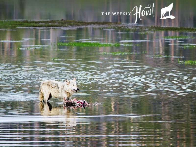 A wolf standing in a river next its prey in Yellowstone National Park.