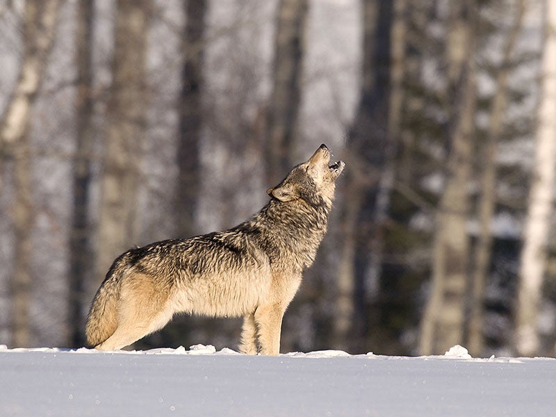 A lone wolf howls across hills and valleys in the upper Midwest. (Jerry & Barb Jividen / Getty Images)