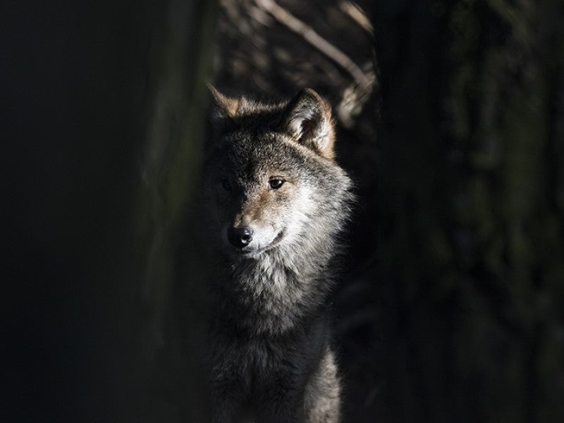 A North American Gray Wolf