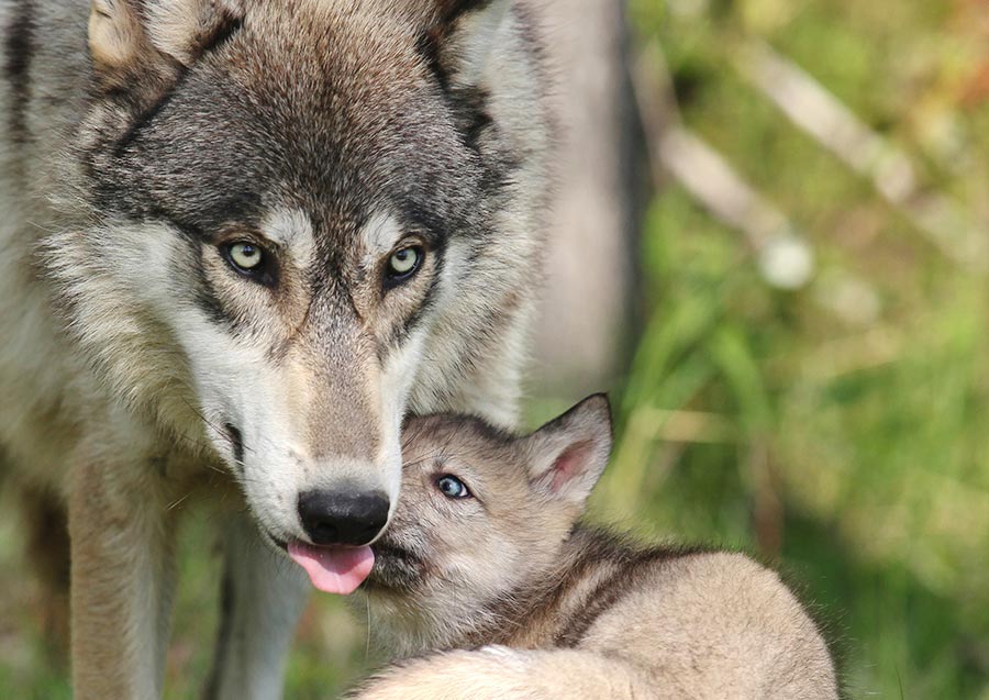 There were once up to 2 million gray wolves living in North America, but the animals were driven to near-extinction in the lower 48 states by the early 1900s.
(Critterbiz/Shutterstock)