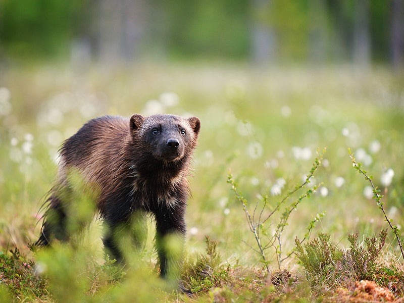The iconic wolverine has a fighting chance at survival thanks to a recent court ruling on behalf of eight conservation groups represented by Earthjustice.
(Erik Mandre/Shutterstock)