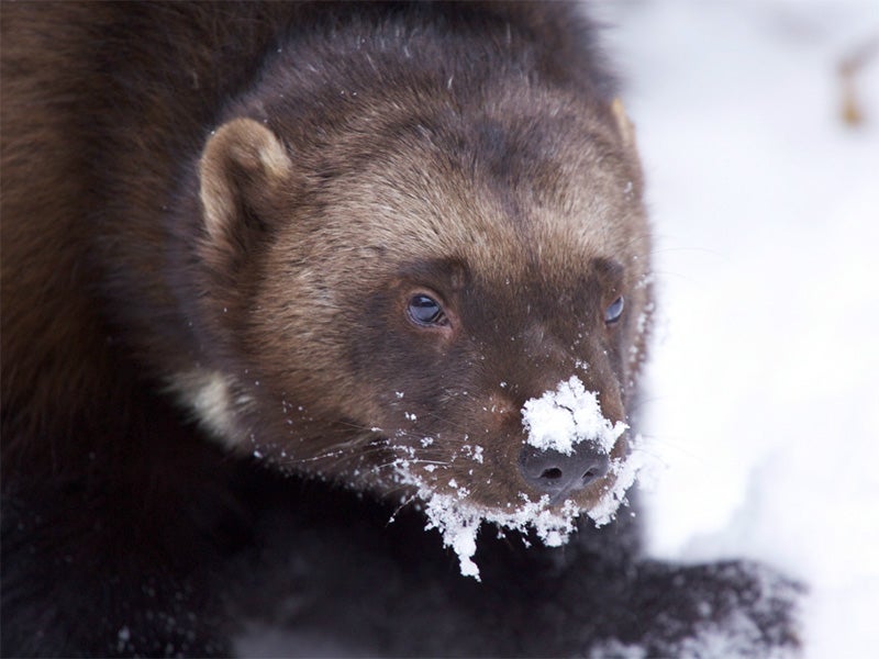 Wolverines are at direct risk from climate change because they depend on areas that maintain deep snow through late spring.
(Visceral Image / iStockphoto)