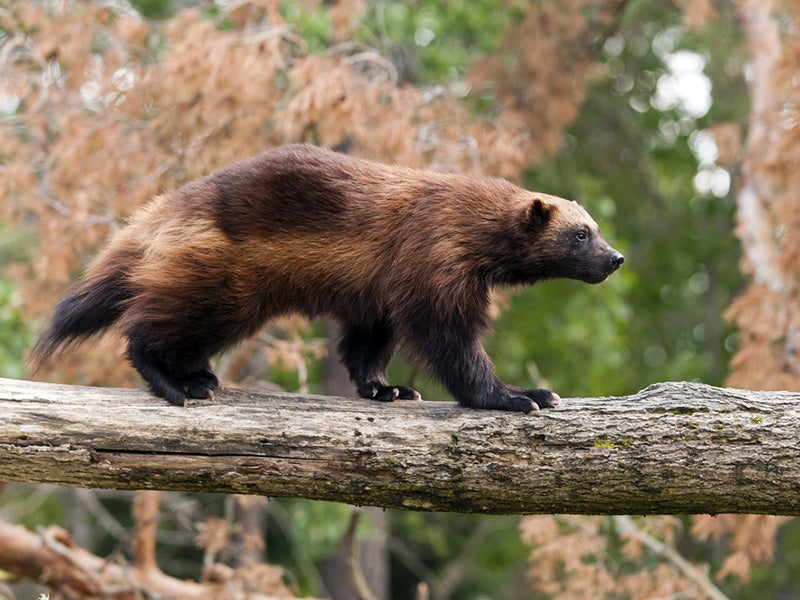 Earthjustice is fighting to protect the wolverine, a tough-as-nails creature that’s nevertheless extremely vulnerable to climate change and development.
(Nazzu/Shutterstock)