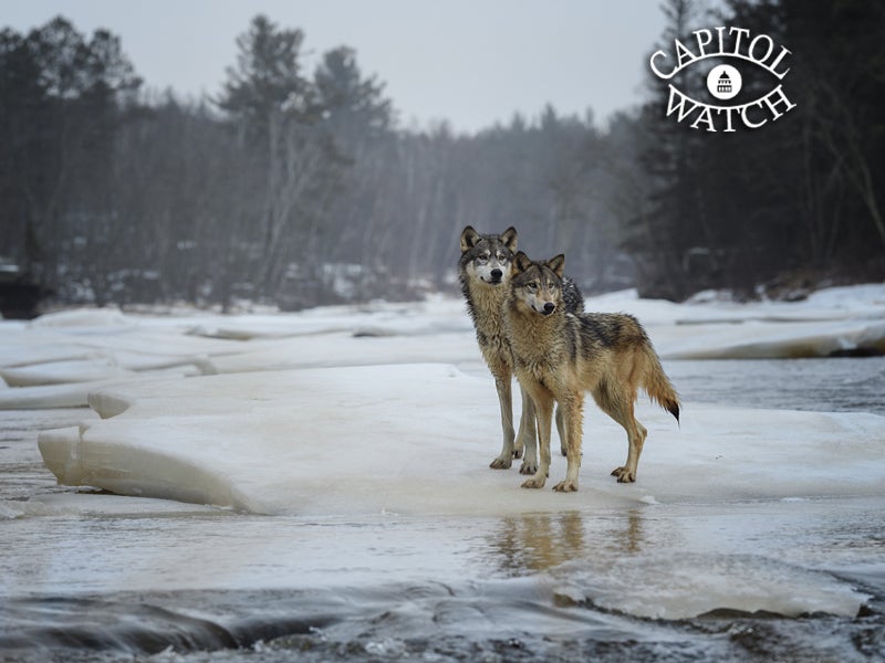 Legislation introduced in the House and Senate would strip protections from wolves in four states—and take away citizens’ ability to challenge that decision.
(miroslav chytil/Shutterstock)