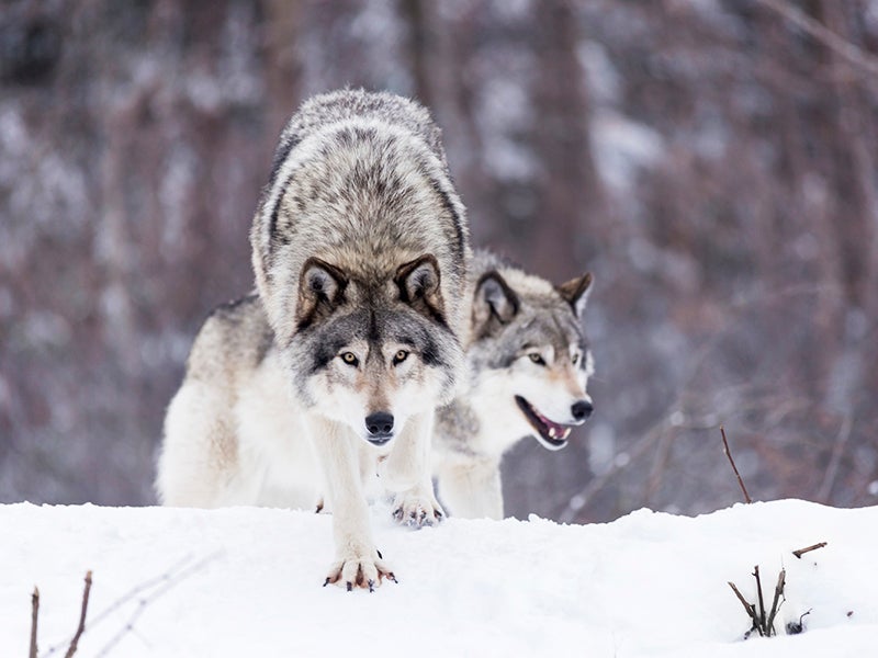 Last month, as the deadline to finalize spending legislation approached, Earthjustice attorneys Tim Preso and Marjorie Mulhall broadcasted the congressional threat to wolves on reddit.
(Josef Pittner/iStock)