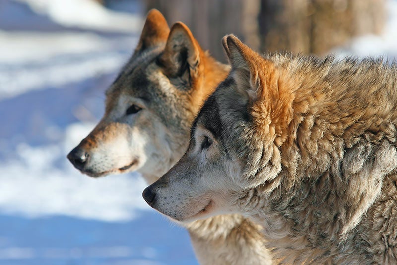 Two wolves in the forest