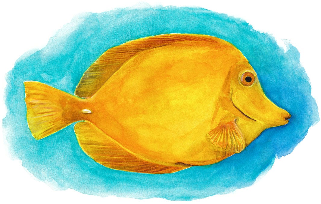 Illustration of a yellow tang.