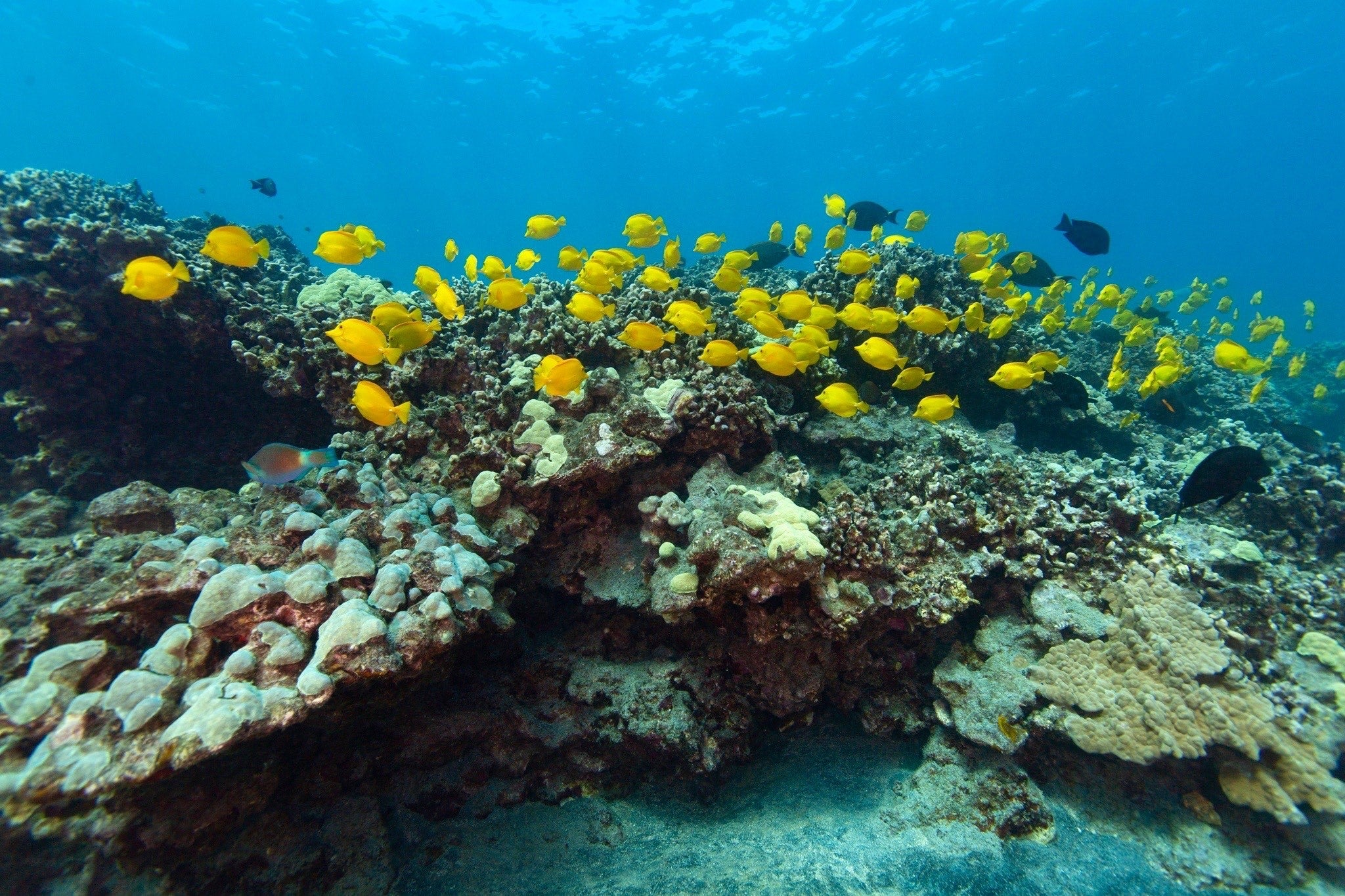 Yellow tangs, called Lau’ipala in Hawaiian, are the most exploited Hawaiian aquarium fish. The industry historically extracts and exports around 300,000 individuals per year.
(Kaikea Nakachi)