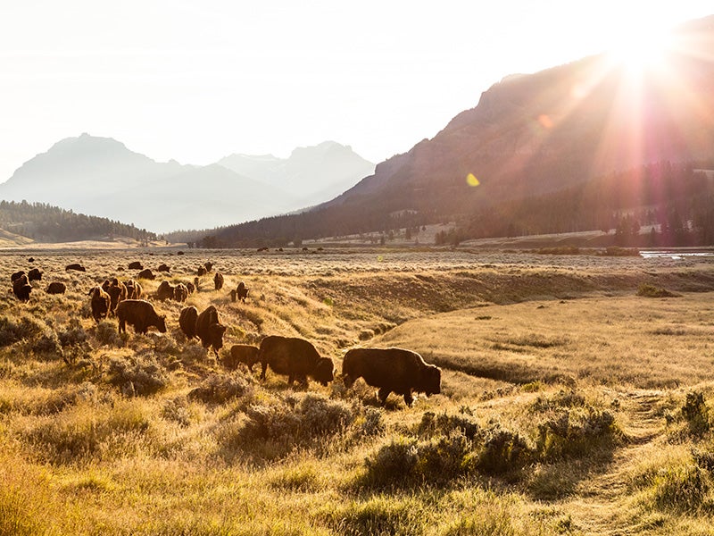 Bison graze in Yellowstone National Park. Earthjustice's Northern Rockies office has fought to protect wildlife in this region for 25 years. (National Park Service)