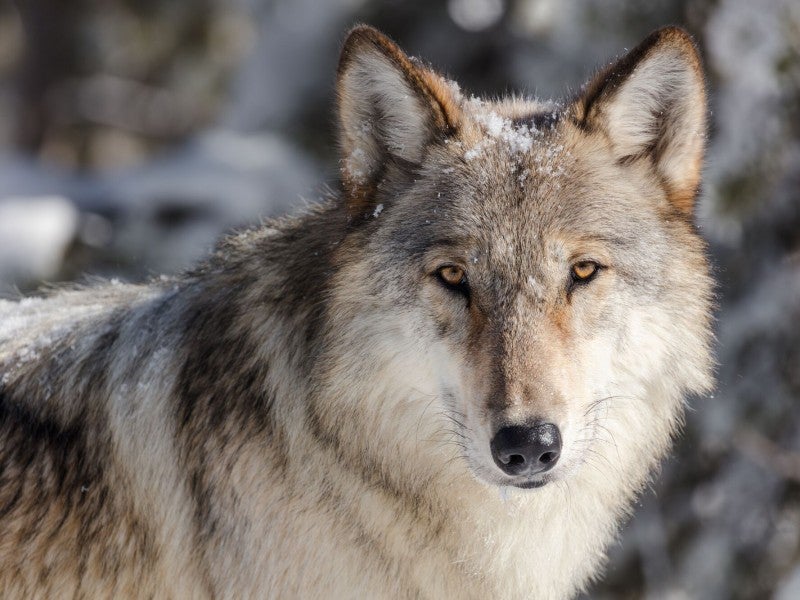 A wolf at Yellowstone National Park