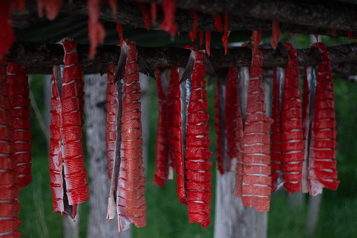Strips of prepared salmon hang from branches in the Yukon-Kuskokwim Delta.