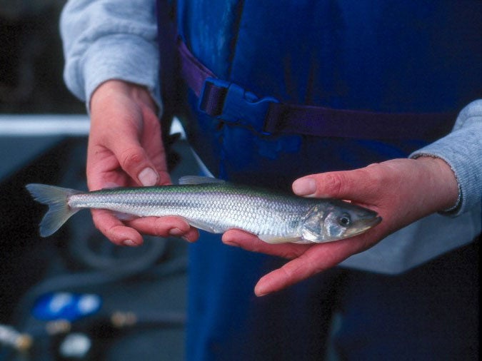 Rainbow smelt, whitefish, and trout are also plentiful in the Kuskokwim.