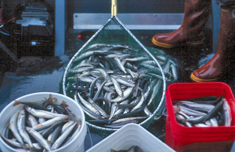Rainbow smelt, whitefish, and trout are widely fished in the Yukon-Kuskokwim Delta.
