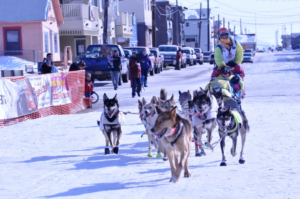Donlin Gold’s proposed natural gas pipeline threatens the Iditarod’s most cherished quality—its wilderness mystique. Author Monica Zappa and her dog team (above), with Blue Steel in the lead, arrive in Nome, Alaska, at the end of the 2015 Iditarod.
(Photo courtesy of Monica Zappa)